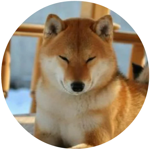 siba inu, shiba inu, akita siba inu, siba inu akita inu, breed hachiko siba