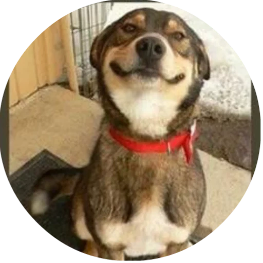 собака, животные, смешные собаки, улыбающаяся собака, me so happy мем собакой