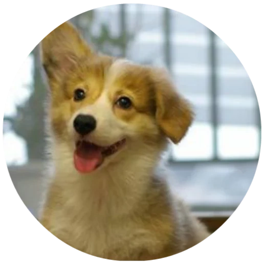 corgi pembrock, cucciolo velsh corgi, cane velsh corgi, velsh cargi pembrock, cucciolo di velsh corgi pembrok