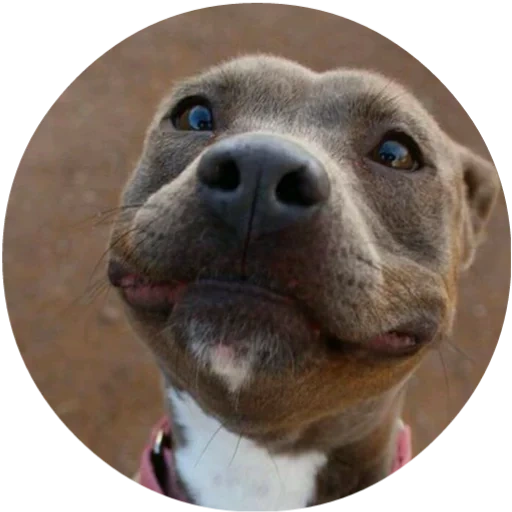 hund, pitbuli, pitbull, hund pitbul, amerikanisches boxenlächel lächeln