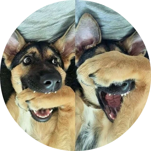 dog, funny dog, laughing dog, german shepherd, two funny dogs