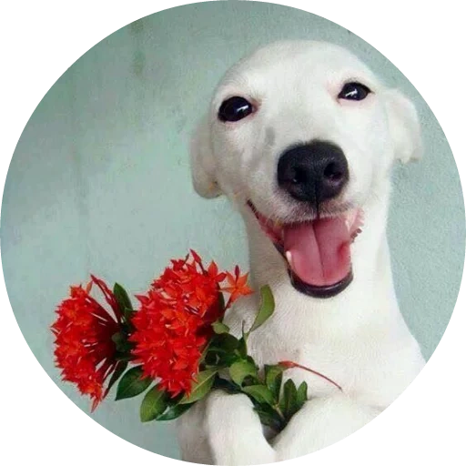 puppy flower, dog with flowers, the dog is a bouquet, dog with teeth flowers, the dog smiles at a flower
