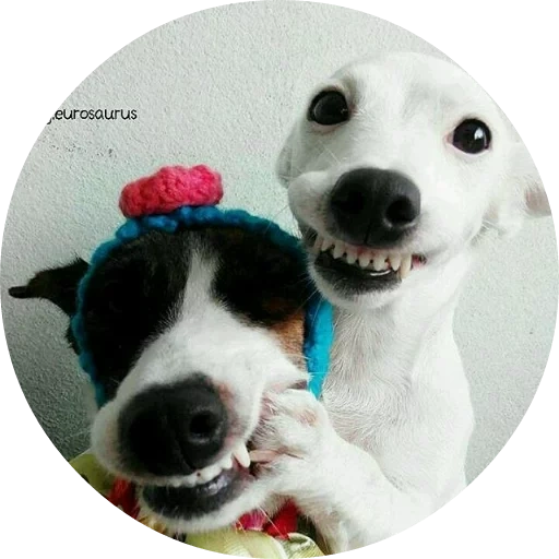 sourire de chien, le chien est drôle, chien souriant, le chien est le sourire original, dog sourit jack russell