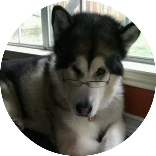 husky, husky dog, siberian husky, alaskan husky, the breed alaskan malamut