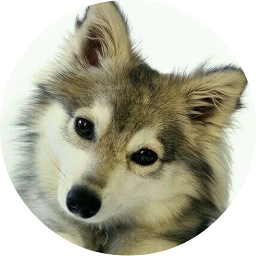 wolf, wolf, husky dog, husky breed, wolf animation