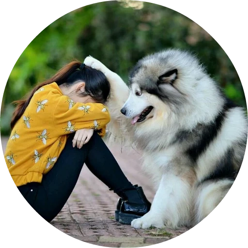 malamut a dog, alaskan malamute, malamut breed dog, the breed alaskan malamut, alaskan malamut is long haired