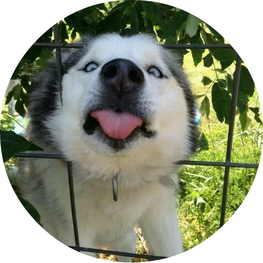 malamut phil, cane husky, alaska malamute, the breed alaska malamut, dog alaskan malamut