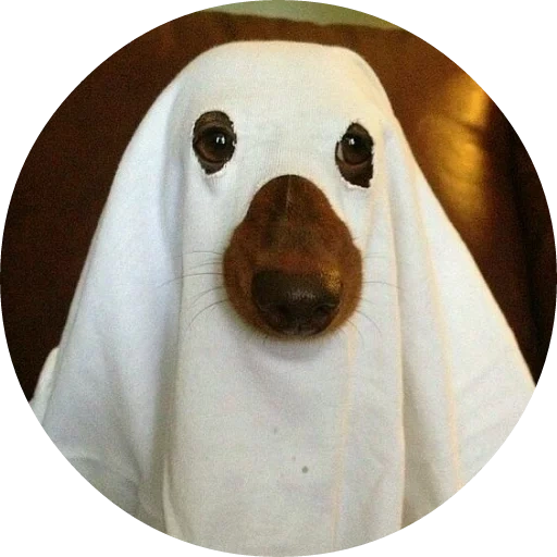the dog is brought, dogs ghosts