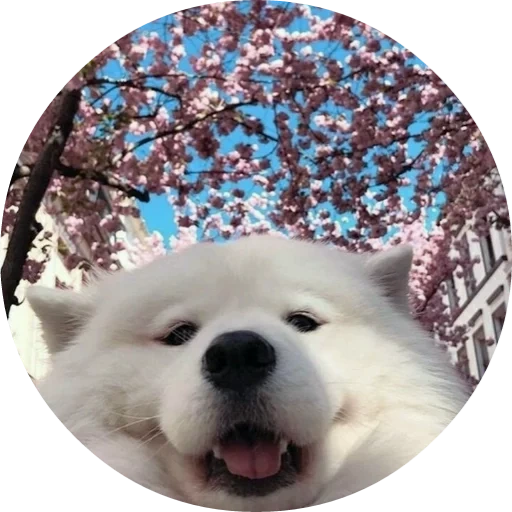 white samoyed, funny animals, samoyed like, samoyed dog, dog samoyed laika