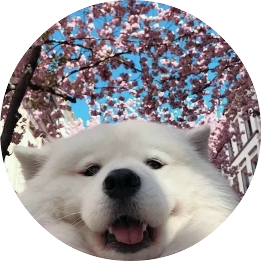 white samoyed, animali divertenti, samoyed come, cane samoyed, cane samoyed laika