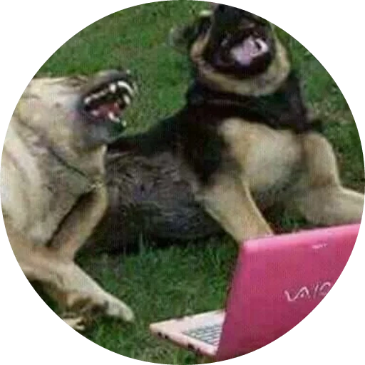 cão, o cachorro ri um meme, dois cães estão rindo, o cachorro ri um meme, comentários legais