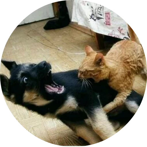 gato, gato, perro gato, gatos para perros, gatos divertidos del perro