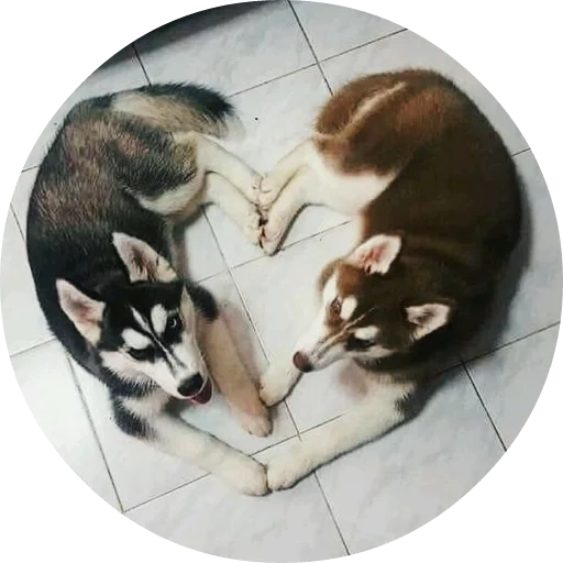 husky, cane husky, amore husky, la razza husky, canta little husky