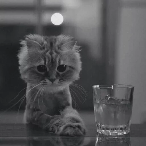 wine-glass cat, the cat is very sad, sad cat, kitty sorrow, a very sad cat