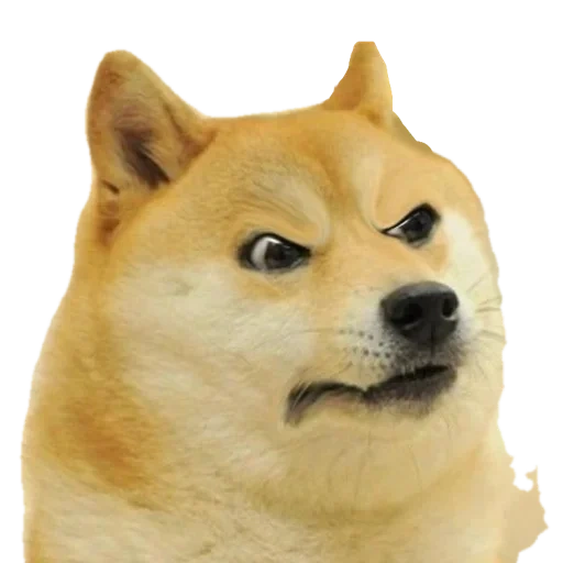 doge, shiba inu, shiba is a meme, ordinary doge, siba-inu doggi