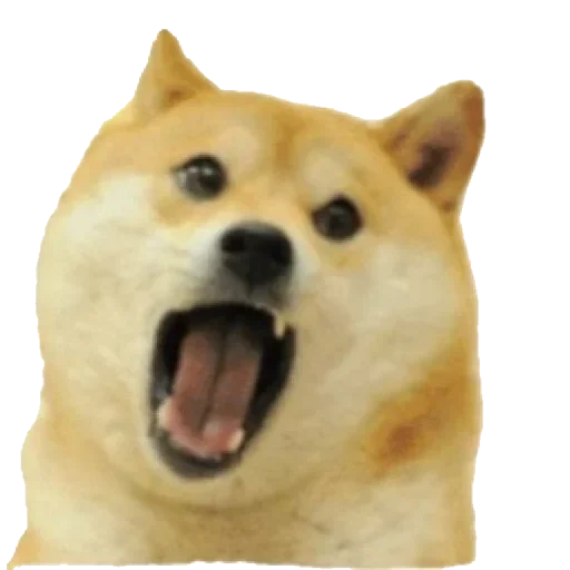 doge, shiba inu, siba inu doge, doge dog smiles at a white background