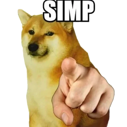 dog, die meme des hundes, das dog meme, the spike dog, simp meme doge