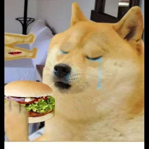the doge, doge cringe, chai dog hot dog, dog meme original, suche nach einem job meme dog