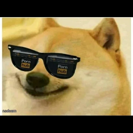 cane, cani, doge meme, memm dog