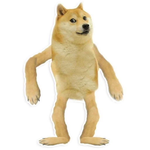 cane, meme per cani, dancing doge