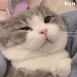 gato, gato, lindo sello, animal lindo, modelo de sonrisa de gato