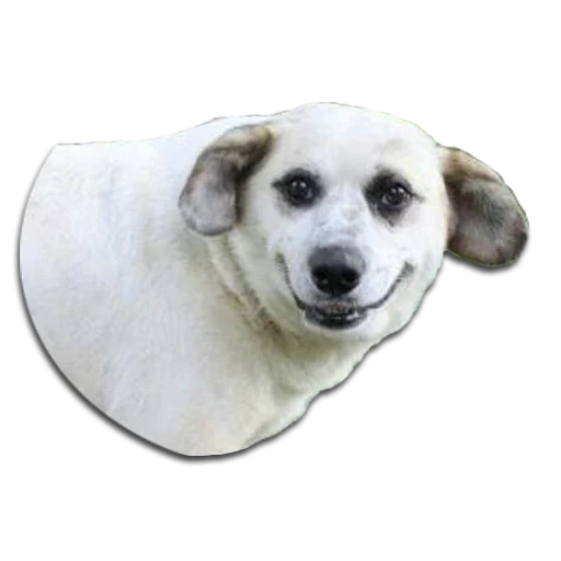dog, the dog bends over, smiling dog, hafana dog, puppy sticker