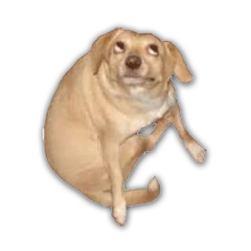 dog, fat dog, dog rou shi, dog sitting meme