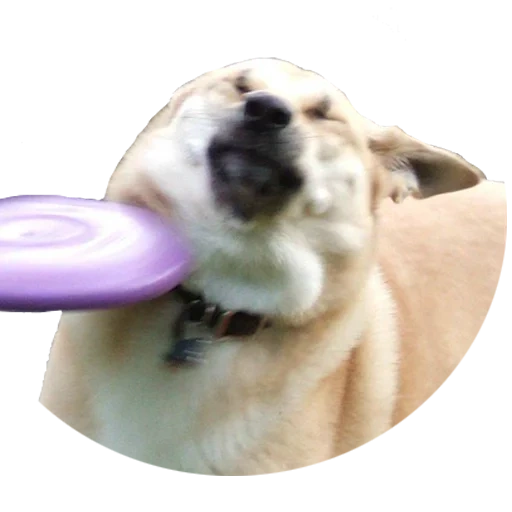 dog, dog face, shiba inu dog, a ridiculous animal, dog frisbee meme