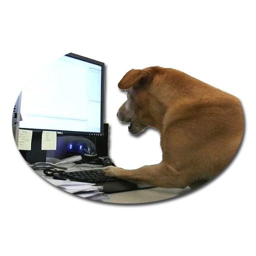 anjing di belakang mesin fotokopi, anjing komputer, dachshund di sebelah komputer, komputer asisten anjing
