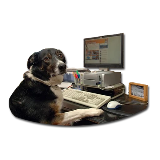собака, собака инженер, собака ноутбуком, забавные животные, собака играет компьютер