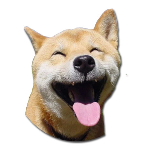 anjing kayu bakar, shiba inu, akita shiba dog, anjing akita, anjing yang tersenyum