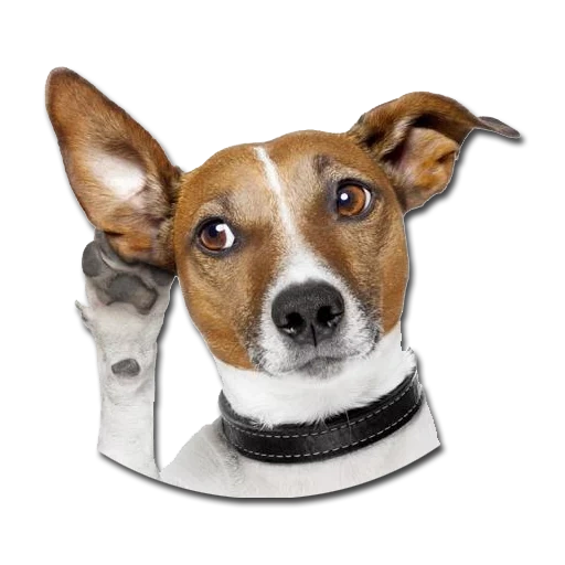 dog, dog, dog ears, jack russell, russell's terrier