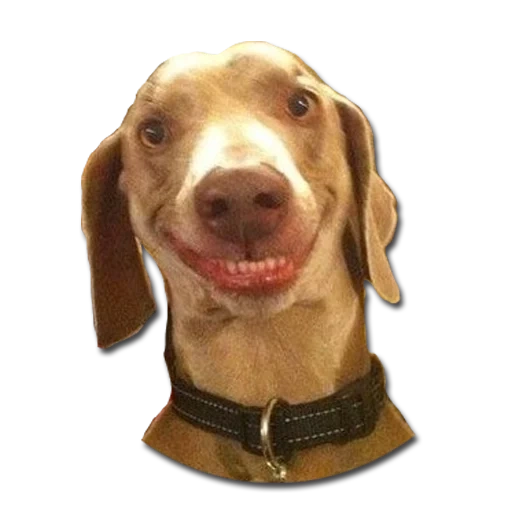 scribble, смешная собака, забавные животные, собачка улыбается мем, собака открытым ртом мем
