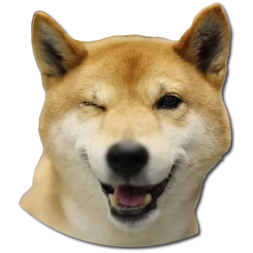 shiba, cão de madeira, cão de madeira, shiba inu, cão de madeira