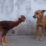 anwell, dog cock, the dog is roasting the rooster, rooster versus dog, the cock beats the dog
