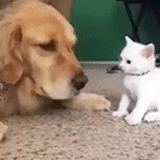 anjing, anjing dan kucing, kucing yang serius, hewan lucu, kitty wants to play