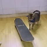 skateboard, kucing skate, on the skateboard, anjing laut itu konyol, binatang konyol