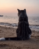 chats, par la mer, mer de chat, le reste, sur le bord de la mer