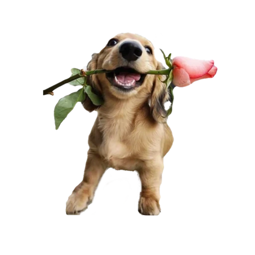 dog, happy pets, собака цветком, собака игрушка, собака цветков зубах