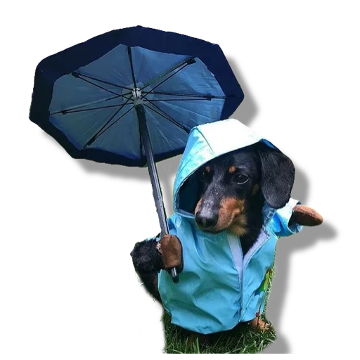 зонт собак, зонтик собак, собака под зонтом, собака под зонтиком