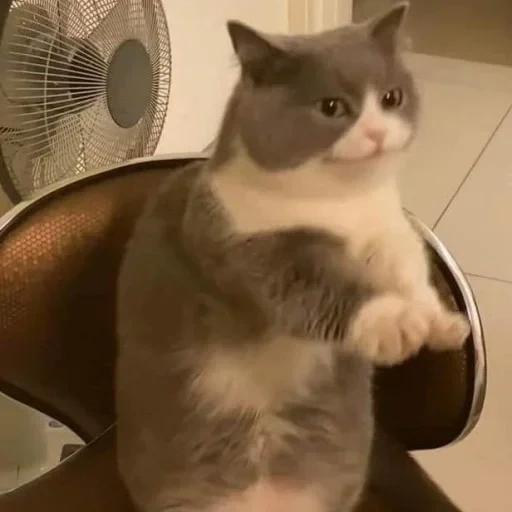 cat, cat meme, cats are funny, seals are ridiculous, fat cat