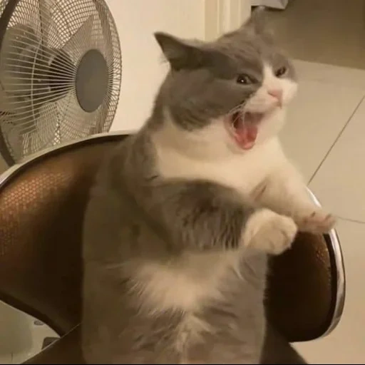 cat, cat, cat meme, cats are funny, seal