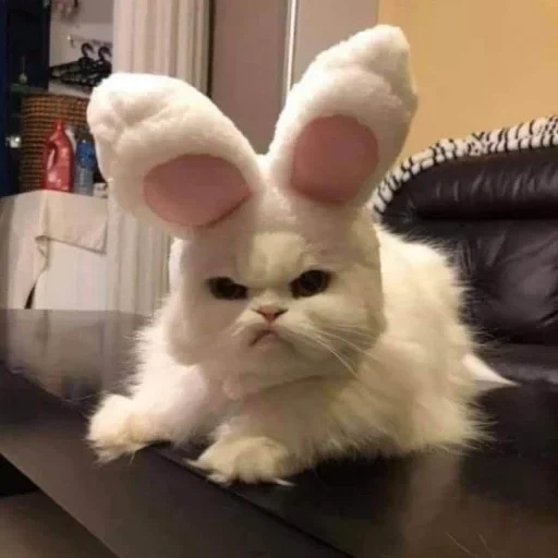cat, bunny, evil boy, evil rabbit, evil rabbit
