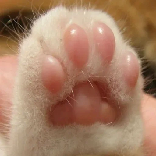 foot, cat's paw, cat's paw, a charming kitten, blue cat paw pad art