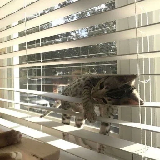 cat, cat, cat blinds, louver cat, cat blinds
