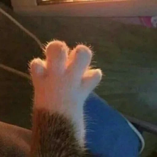 gatto, gatti, paw di cat, il piede di kotik, paw di cat