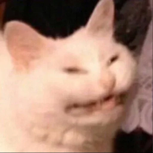meme gatto, egor letov, il volto del gatto è un meme, il meme del gatto con i denti, caro meme gatto