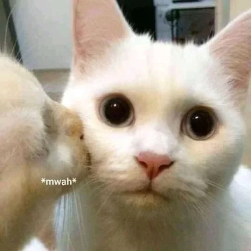 tsmok cat, kegelapan kucing, kucing itu lucu, meme kucing yang terhormat, kucing lucu itu lucu