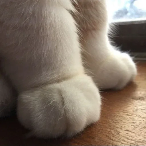 gato, pata de kota, patas de gatos, los animales son lindos, piernas esponjosas