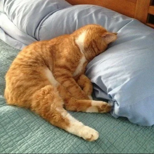 kucing, kucing tidur, kucing itu lucu, kucing gemuk, kucing itu malas